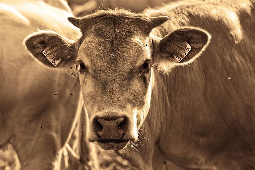 Innovations dans la culture des céréales pour l'alimentation animale